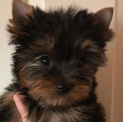 Yorkie Puppies available. from Brampton