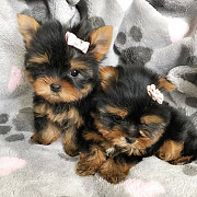 Yorkie Puppies available. from Brantford