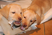 Labrador Retriever Puppies for adoption. from Niagara Falls
