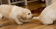 Labrador Retriever Puppies for adoption. from North Bay