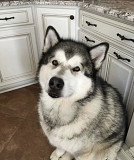 alaskan malamute dogs and puppies for sale from Orlando
