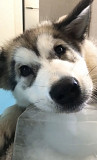 alaskan malamute dogs and puppies for sale from Orlando