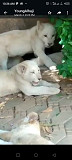 White Lions and Lioness For Sale Abuja