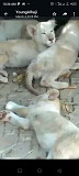 White Lions and Lioness For Sale Abuja