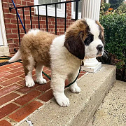 Lovely male and female saint Bernards puppies from Saint Paul
