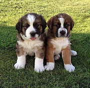 Female and male of saint Bernards puppies ...... Harrisburg