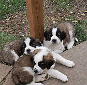 2 males and 3 females of saint Bernards puppies,,.. from Providence