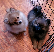 Pomeranian Puppies Ready For New Homes from Toronto