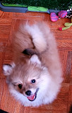 Pomeranian Puppies Ready For New Homes from Toronto