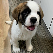 The new saint Bernards puppies for adoption 66 from Orlando
