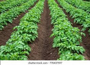Horticulture farm manager from Harare