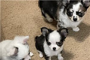 Beautiful Chihuahua Puppies For Sale from Harrisburg