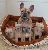 French Bulldog Puppies For Free Adoption from Harrisburg