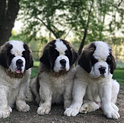 3 saint Bernards puppies from San Jose