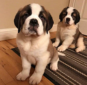 Saint Bernard puppies available 99 Chicago