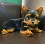 Beautiful male an female yorkie puppies from Denver