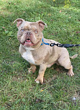 AMERICAN BULLY PUPPY  from Phoenix