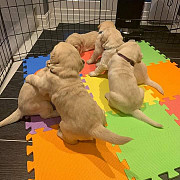 Golden retriever puppies for sale from Albany