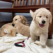 Golden retriever puppies for sale from Albany