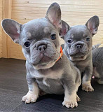 PUPPIES STILL AVAILABLE & they are french bull puppies with love!! from Los Angeles