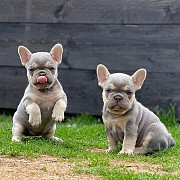 PUPPIES STILL AVAILABLE & they are french bull puppies with love!! from Los Angeles
