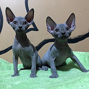 Sphynx Kittens for sale from Kuwait City
