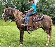 Horse for sale Harrisburg