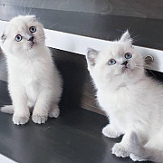 Scottish Fold Kittens for sale from Mecca
