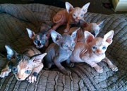 Sphynx Kittens Available from Kuwait City