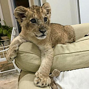 Lion Cubs for sale from Abu Dhabi