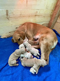 Available!!! KC Fawn Purebred Golden Retriever, from Albany
