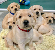 Supply of puppies and dogs from New York City