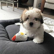 shitzu puppy avialable for new home from Dubai