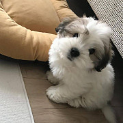 shitzu puppy avialable for new home from Dubai