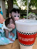 Capuchin monkey available for new home from Dubai