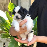 shitzu puppy available for new home from Dubai