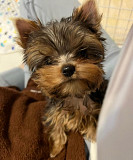 Teacup Yorkies Getting ready for new home Denver