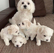Maltese Puppies For Adoption from Denver
