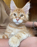 Maine coon kittens from Charlottetown