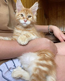 Maine coon kittens from Charlottetown