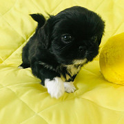 Adorable pekingese puppies available from London