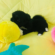Adorable pekingese puppies available from London