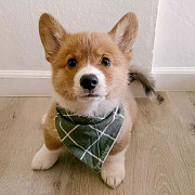 Adorable Corgi puppy available from London