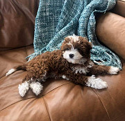 Adorable Cavapoo puppy available from London