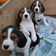 Beagle puppies For Adoption Harrisburg