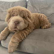 Adorable Shar pei puppy available. Whatsapp number:07411016166 from Liverpool