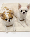 Adorable Chihuahua puppy's available from Sale
