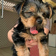 CUTE YORKIES TEACUP READY TO BE REHOME Lutz