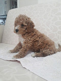 Toy poodles puppies available Dubai