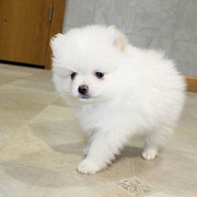 Two Awesome T-Cup Pomeranian Puppies from Saint Paul